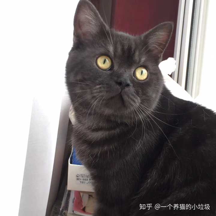 春节假期你是如何带宠物回老家的 知乎