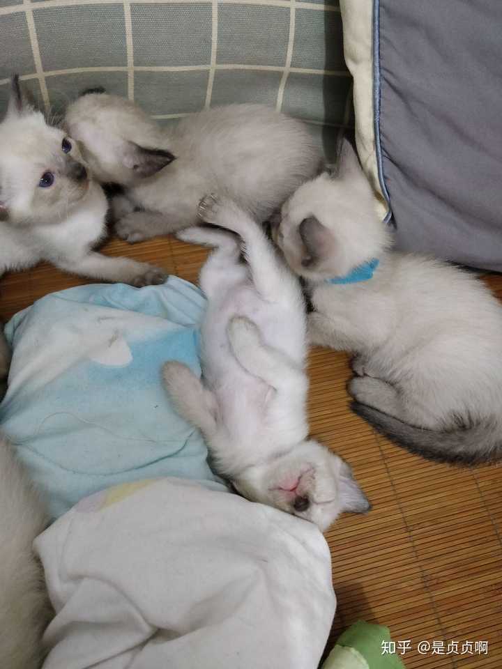 猫生小猫前都有什么反应？ - 知乎