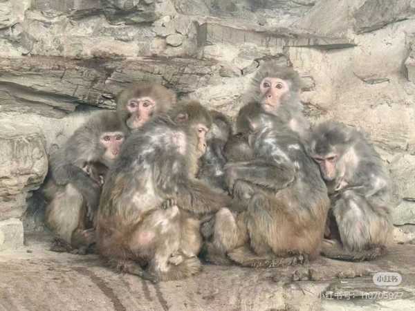 北京动物园猴子抱团取暖引关注，园方回应「猕猴适应能力强」，猴子冬天需要额外保暖吗？