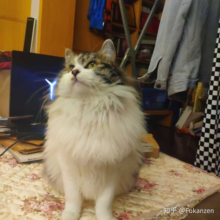 长毛猫咪是田园猫,那为什么还要卖这么贵呢?