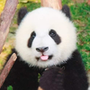 今天也不想起床