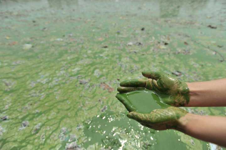 夏季是蓝藻大量繁殖的季节,堆积在一起就成了有腥臭味儿的水华