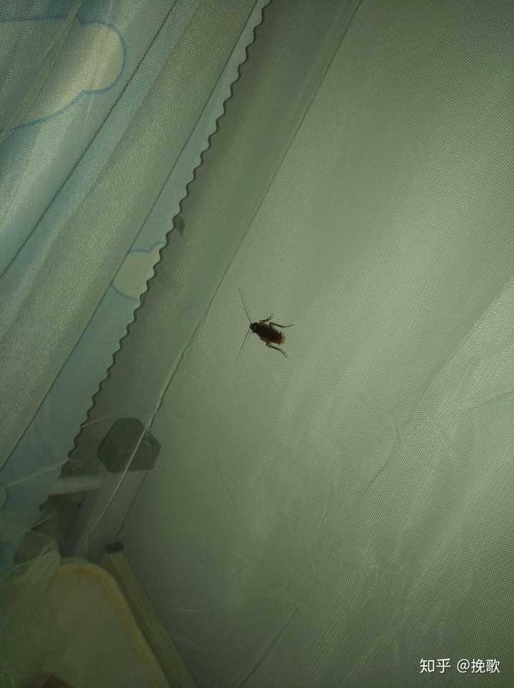 宿舍有蟑螂,晚上在床上发现蟑螂是一种怎样的体验?
