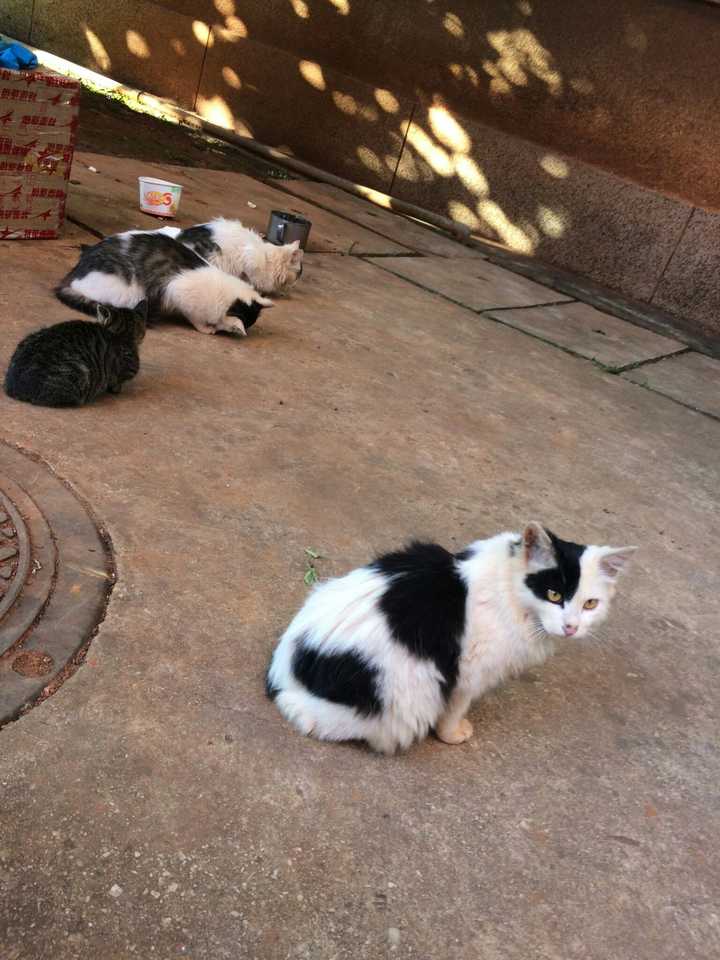我的猫咪死了我走不出来很愧疚很崩溃听说猫咪埋在土里会变妖怪那我的猫咪会回来找我吗 知乎 我的猫咪死了我走不出来很愧疚很崩溃听说猫咪埋在土里会变妖怪那我的猫咪会回来找我吗 知乎