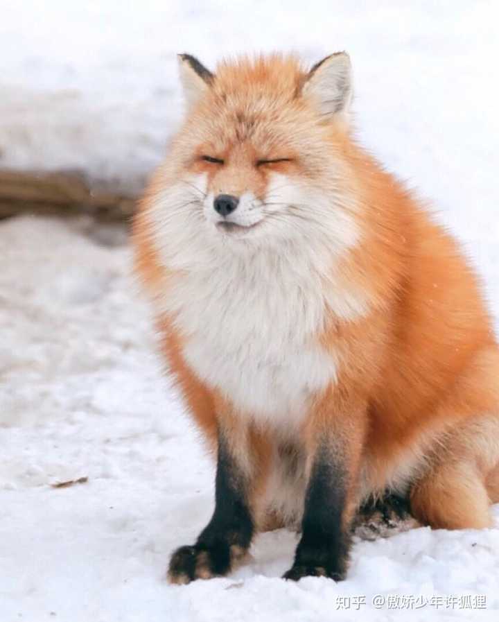 狐狸的颜值有多高?