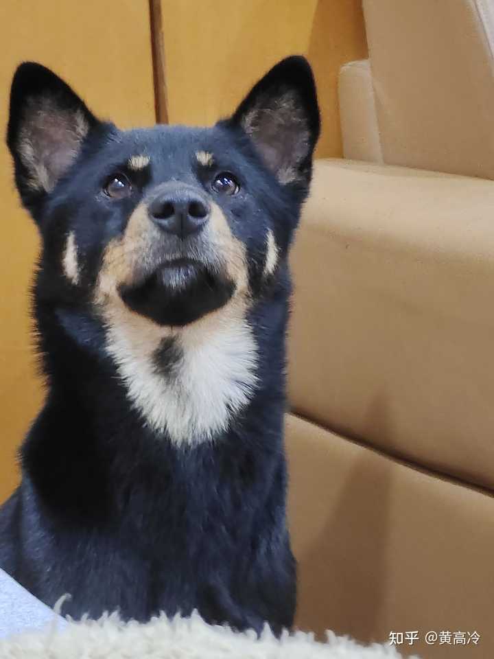 想看铁包金（俗称四眼）毛色的中华田园犬，大家可以发我看看吗？ - 知乎