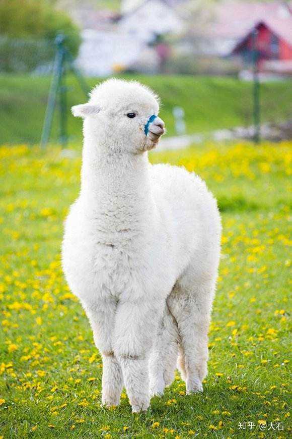 alpaca llama