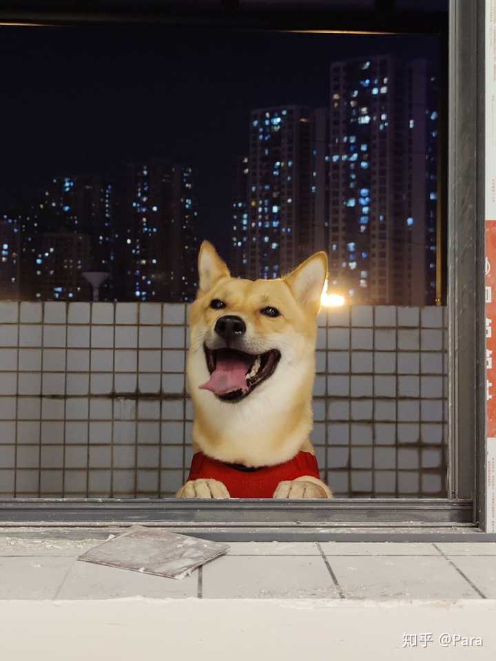 养一只广西土猎的过程与感受 知乎 养一只广西土猎的过程与感受 知乎