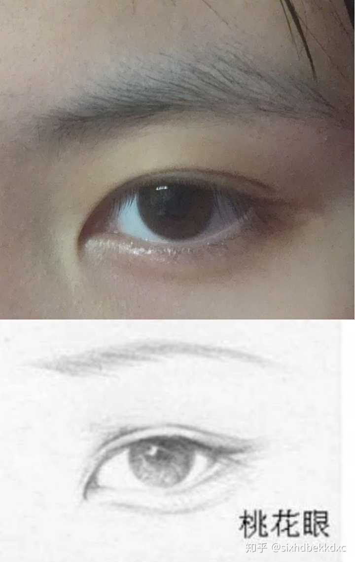 怎样区别各种各样的眼睛 比如桃花眼一类 知乎