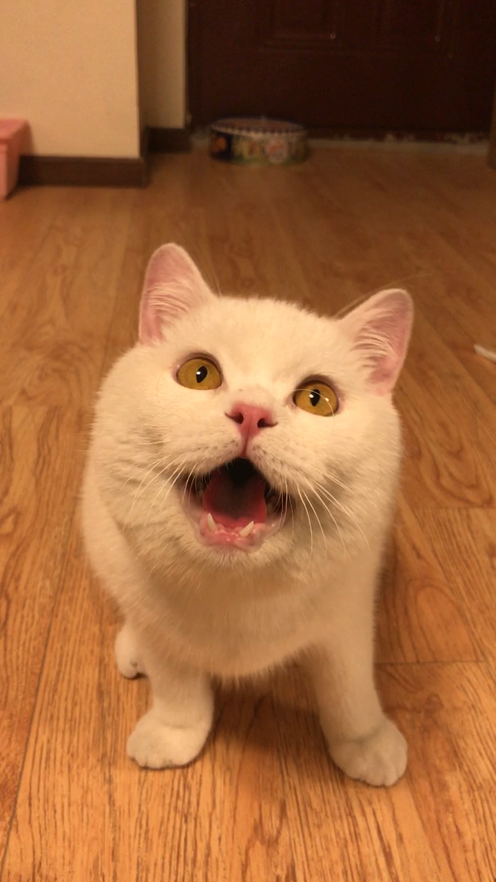 其中最令我匪夷所思的就是小笼包经常摆出非常诧异的表情. 像这样.