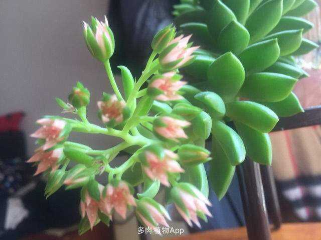 添加评论 分享 收藏 喜欢          邪恶君 多肉,多肉,ps,板绘 青丽