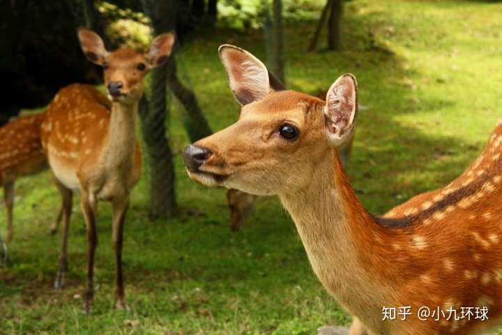 关于奈良旅游喂鹿的注意事项 知乎