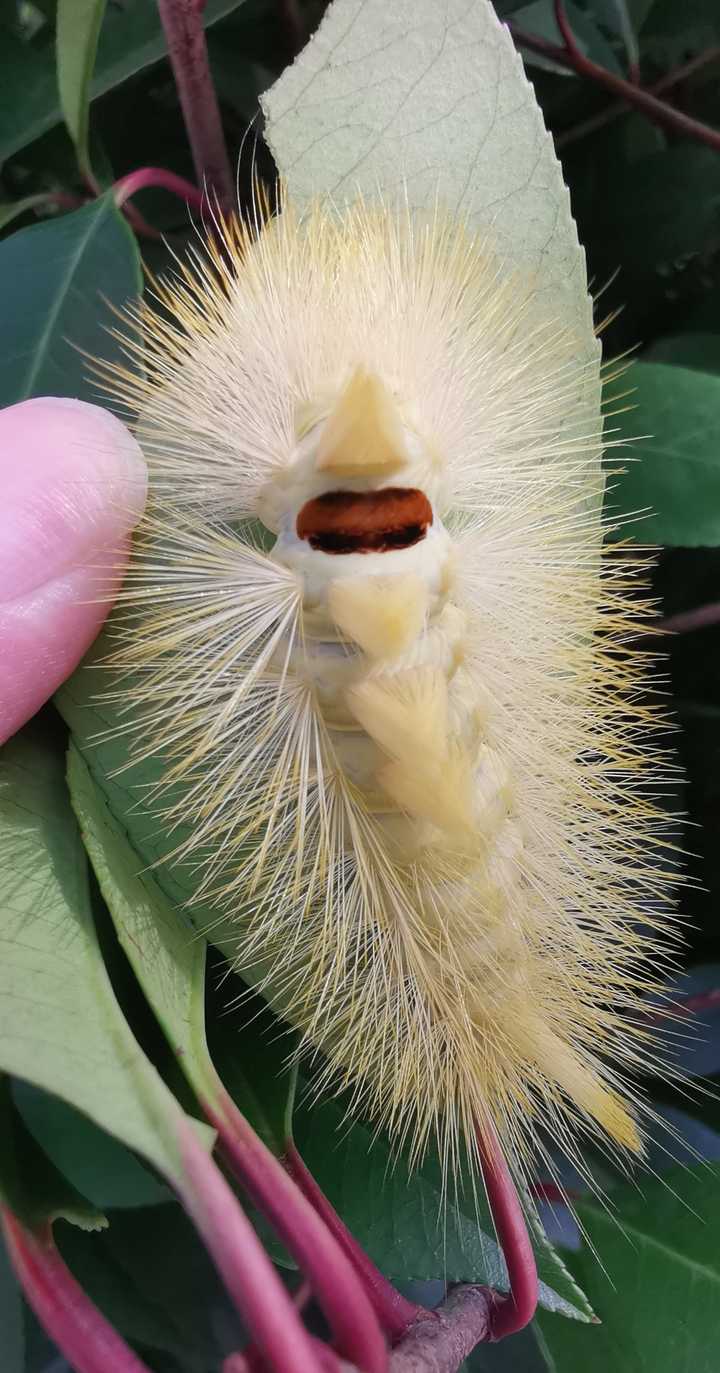 世界上有哪些剧毒的昆虫?被它们咬伤会有什么后果? - 知乎
