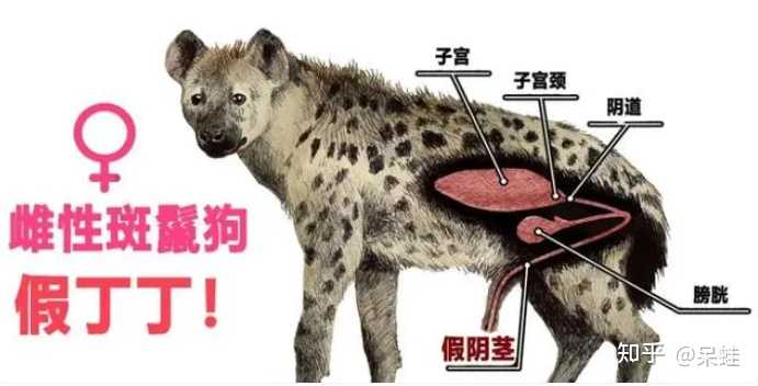为什么有性动物多是“雄凸雌凹”的呢? - 知乎