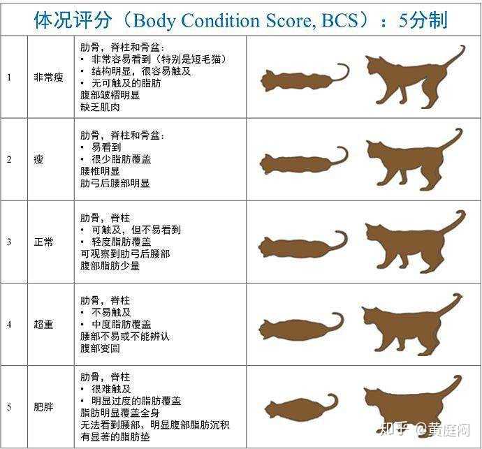 四个月大的猫合理的身长和体重是多少？ - 知乎