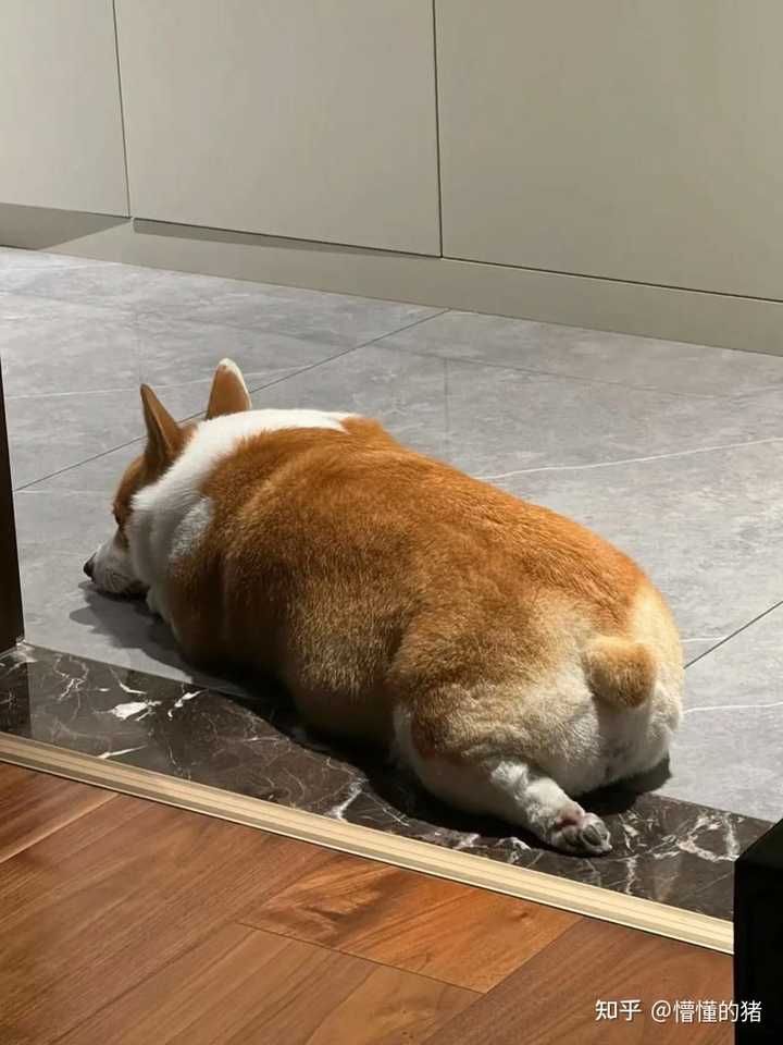 怎样定义细狗和粗狗? - 知乎