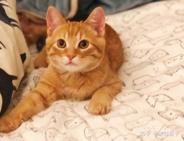 国外的橘猫或者狸花猫真的上万一只吗 知乎 国外的橘猫或者狸花猫真的上万一只吗 知乎