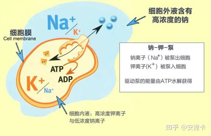 从古至今，为什么盐如此重要？ - 知乎
