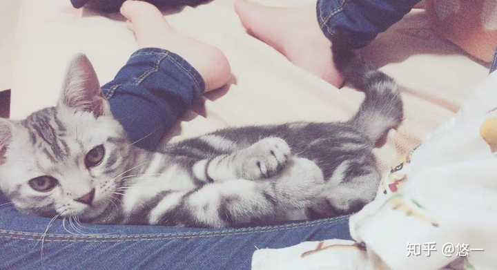 你的猫怎么得来的 悠一的回答 知乎 你的猫怎么得来的 悠一的回答 知乎