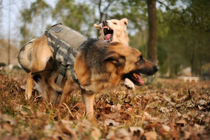 德牧和金毛养哪个好 知乎