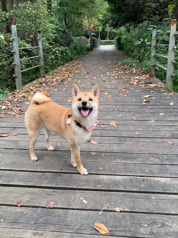 养狗:柯基还是柴犬?太难选了.