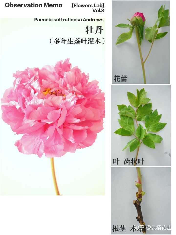 如何分辨牡丹和芍药 知乎 如何分辨牡丹和芍药 知乎