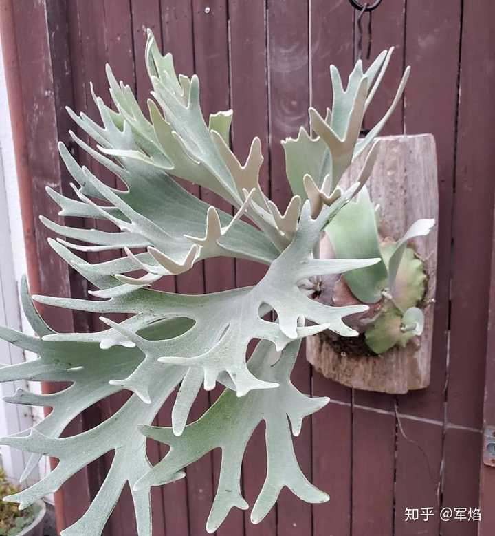 有什么适合室内养的植物 不长虫好打理不需要阳光 知乎