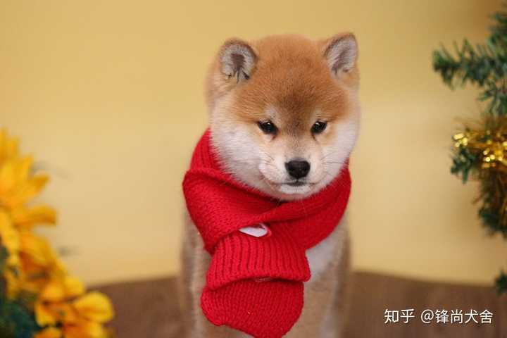 为啥我家柴犬没有豆豆眉 纯吗 知乎 为啥我家柴犬没有豆豆眉 纯吗 知乎