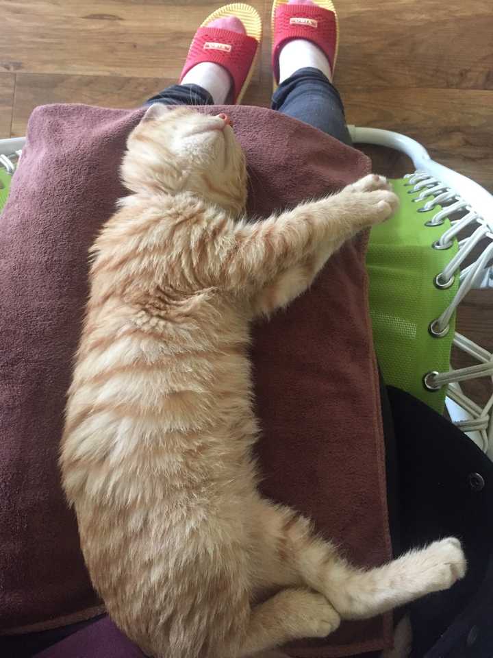 为什么说猫对人眨眼是代表亲吻 知乎 为什么说猫对人眨眼是代表亲吻 知乎