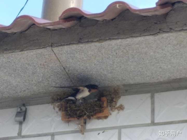燕子会住人搭的窝吗? - 知乎