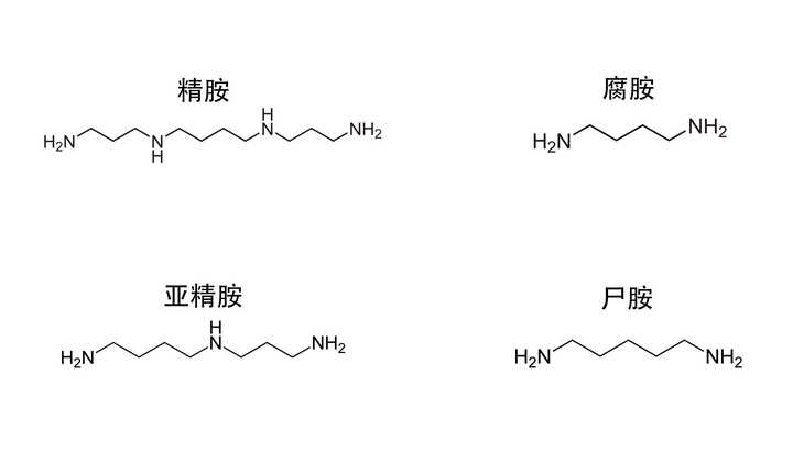 从进化论来说，人类精液为什么要进化成石楠花的味道？ - 知乎