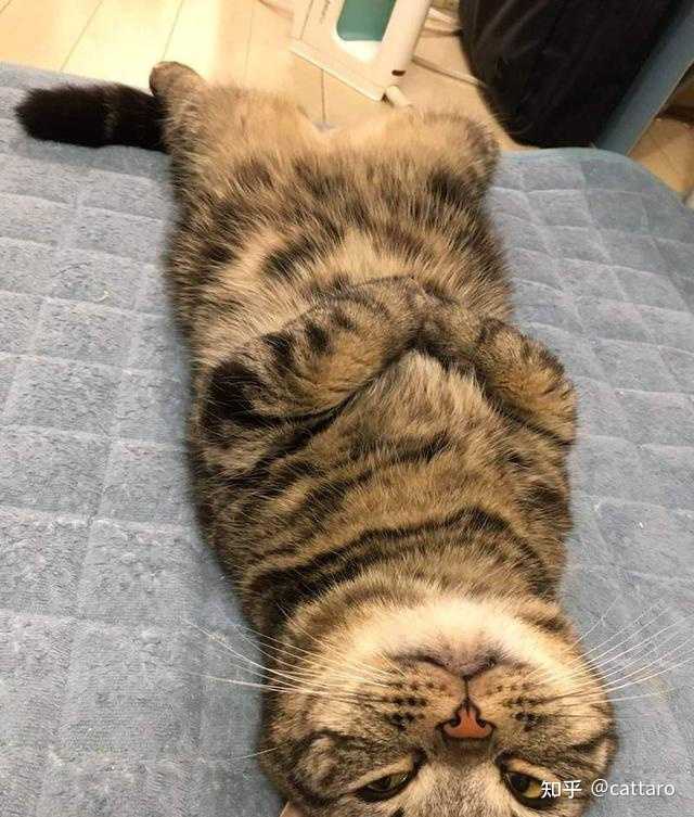 家里的猫到夏天为什么就吃得少了变瘦了但还是挺精神的 知乎