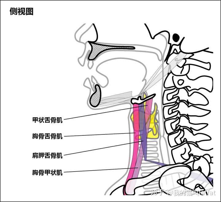 唱歌的时候脖子到底要不要用力?