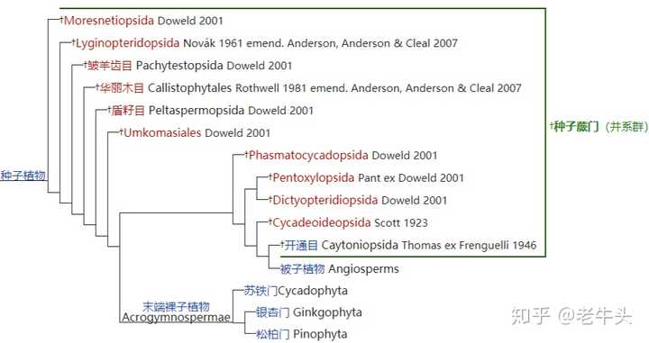 植物是怎么分类的 老牛头的回答 知乎