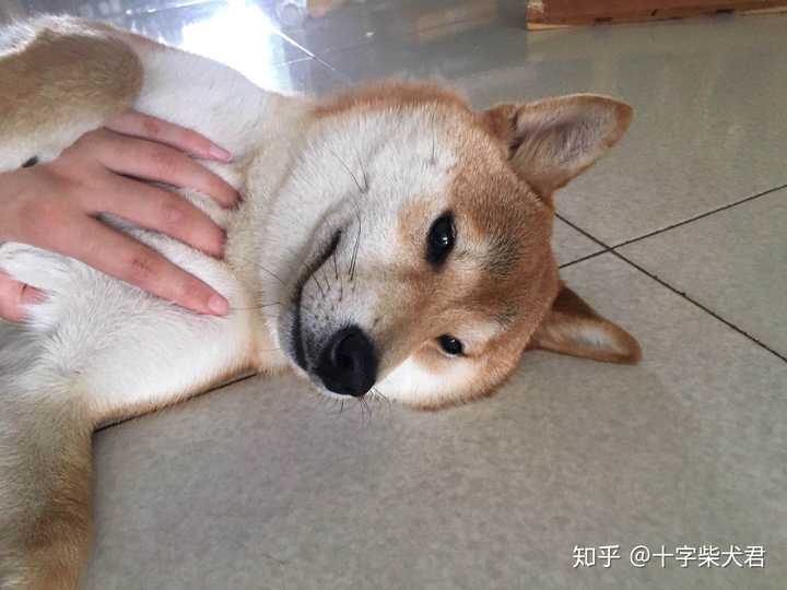 购买柴犬如何防骗 怎么样识别黑心犬舍 知乎