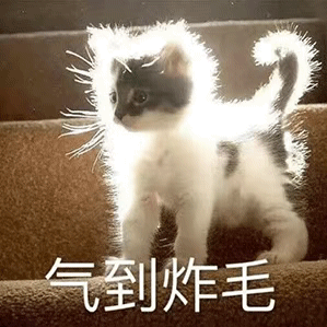 为什么大家都在说intp是猫？ - 知乎