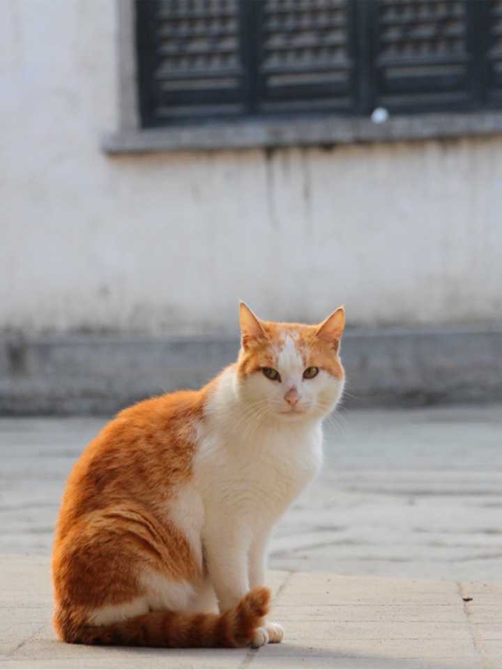 你拍过哪些好看的猫咪照片?