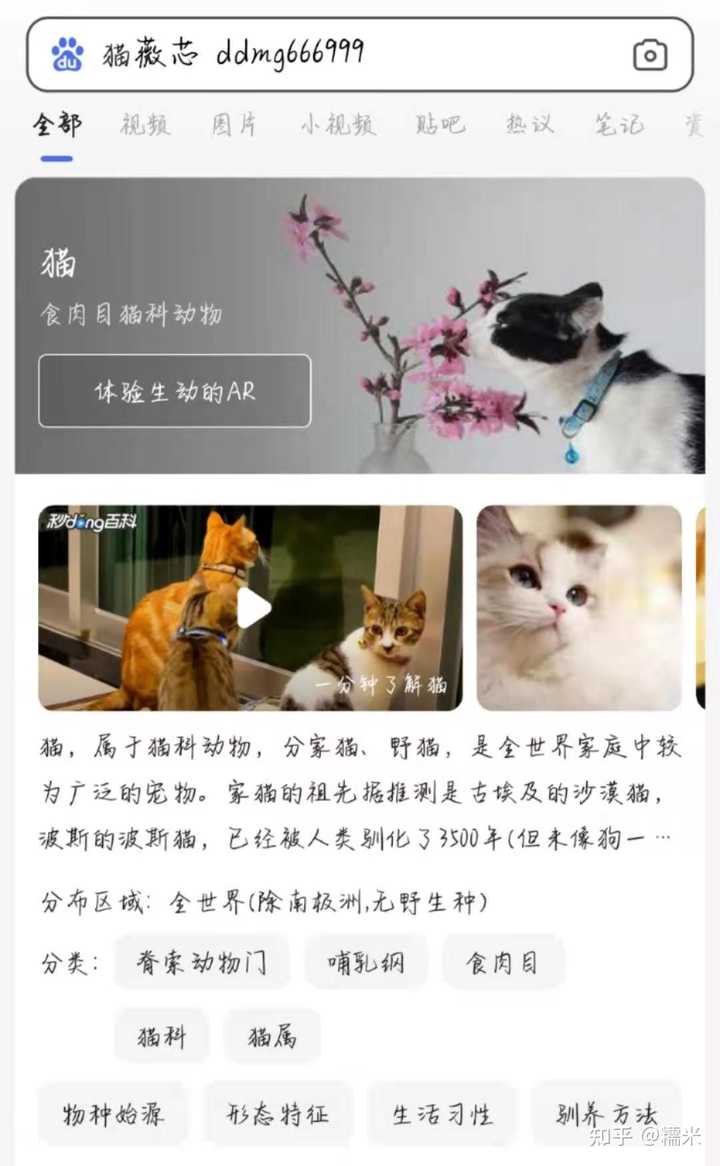美短加白猫舍有哪些 糯米的回答 知乎 美短加白猫舍有哪些 糯米的回答 知乎