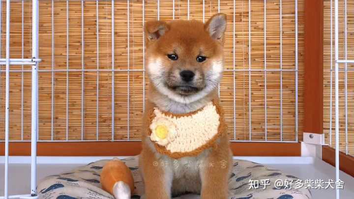 柴犬幼犬何时立耳朵？ - 知乎