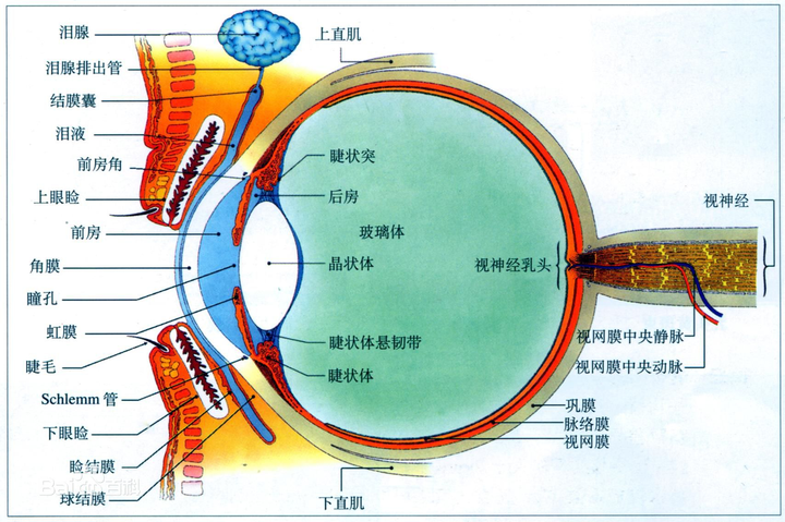 眼的外部结构示意图图片