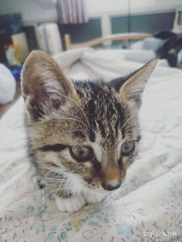 我家猫是什么品种 毛色是怎么回事 知乎