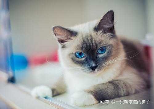 猫打架伤到眼睛了，要怎么处理？ - 知乎