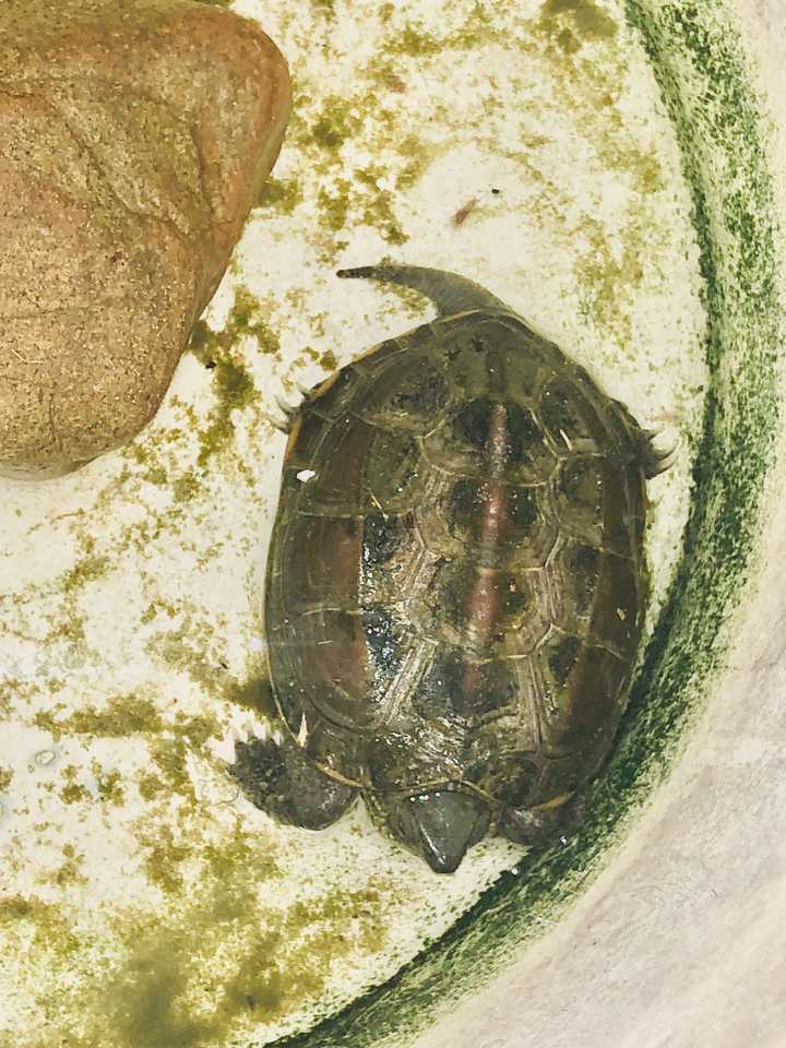小乌龟冬眠时的照片图片