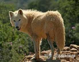 狼有哪些种类？ - 知乎