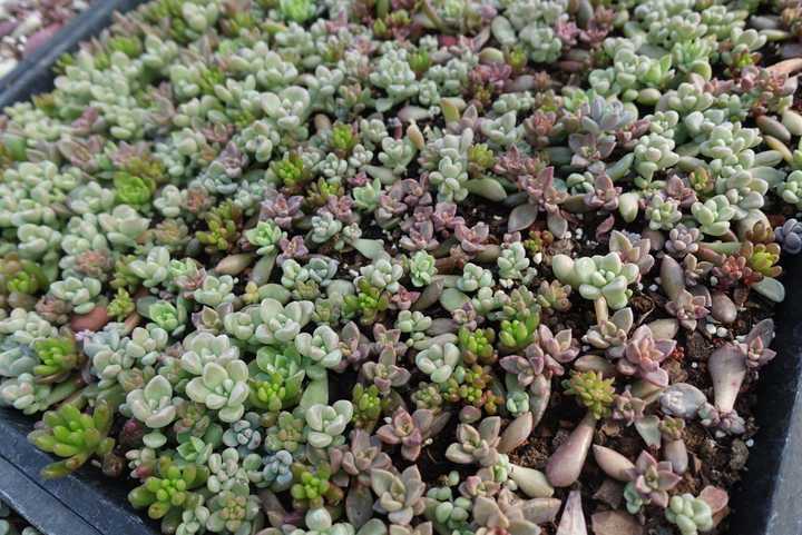 多肉要怎么叶插 知乎