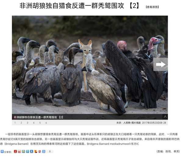 游客阻止高山兀鹫吃马尸引争议，这种行为反映了人们对生态的哪些误解？