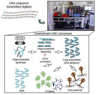 现代人工dna 合成中 最有效率的方法是什么 知乎