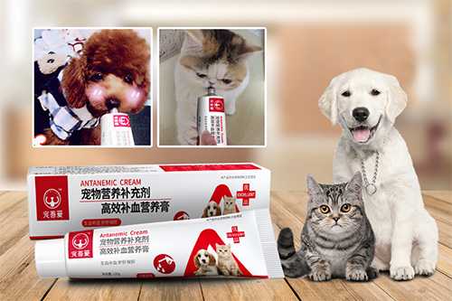 狗狗贫血怎么办 知乎