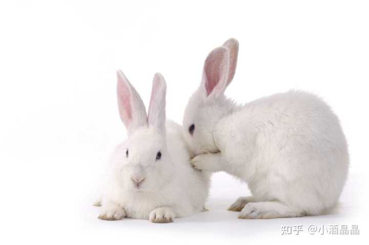 兔子谜语：