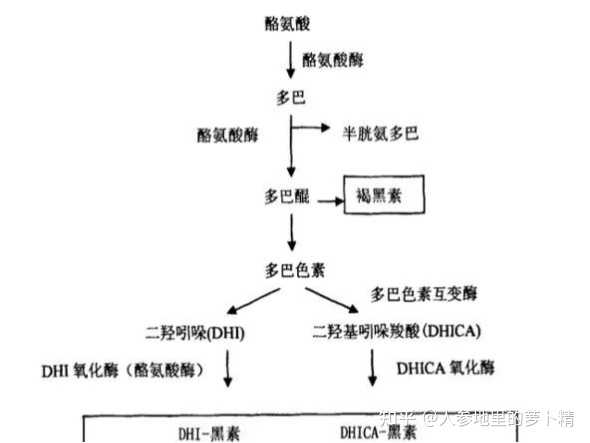目前市面上的美白产品主要功能就是通过阻断黑色素的生成（酪氨酸酶抑制